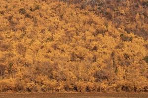 Dead trees from forest fires foothills. photo