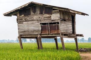 Close to old wooden huts in the rice fields. photo