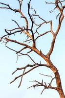 Close-up of dead dry branches. photo