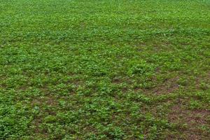 cultivar judías verdes en campos de arroz. foto