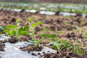 Close-up leaves of rows planted watermelons. photo