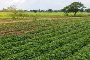 Many sweet potato plots and countryside plants. photo