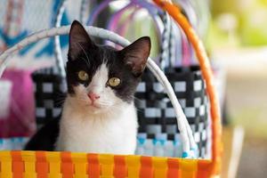 Black and white cat in a wicker basket of colorful plastic.