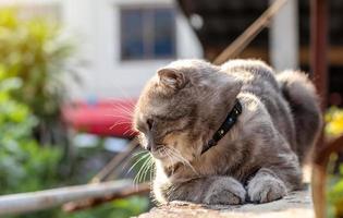 Gray Thai cat crouched on a concrete wall near the house. photo