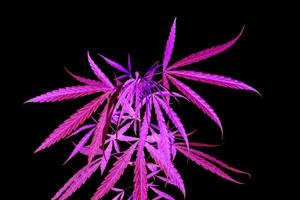 Isolates of marijuana leaves with a dark purple color. photo