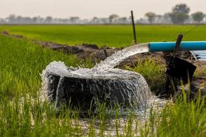 Water flows from a pipe to a round basin in green rice fields. photo