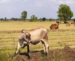 Cattle graze on fields covered with straw. photo