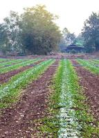 Watermelon cultivation areas near rural villages. photo