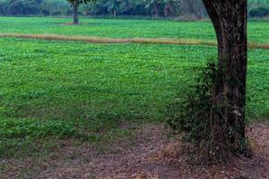 cultivar judías verdes en campos de arroz. foto