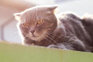 Large gray cat crouched on a fence wall. photo