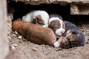 Thai puppies are lying on the ground under the concrete floor. photo