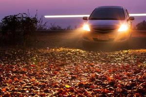 Low view, dry leaves with car headlights. photo