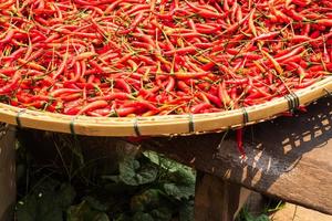 Many red chillies lay in a basket during the day time in the sun. photo