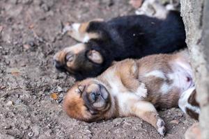 The puppy is sleeping on the ground under a concrete platform. photo