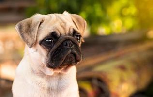 Pug puppy with funny crumpled face. photo