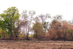 Dead trees die on the mound of arid soil. photo