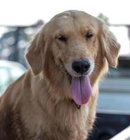 Golden Retriever Dog Face Tongue. photo