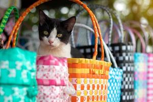 gato blanco y negro en una cesta de mimbre de plástico colorido. foto