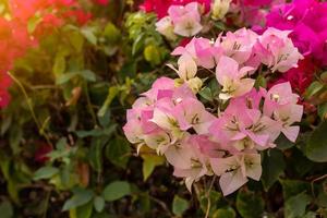 Bougainvillea Many beautiful colors bloom. photo