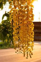 Cassia fistula,Golden Shower Tree. photo