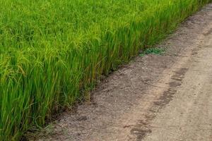 Soil road near rice grains. photo