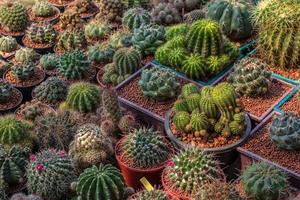 Many cactus groups in pots. photo