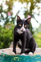 gato blanco y negro sentado con luz verde bokeh. foto