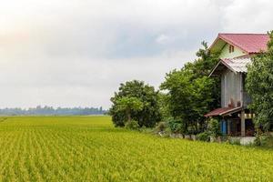 Rice fields near the house and trees. photo