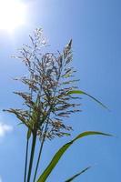 Flowers of the grass against the daytime sky. photo