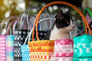 gato blanco y negro en una cesta de mimbre de plástico colorido. foto