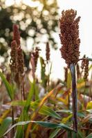 Close up shot of red sorghum in the garden. photo