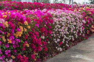 Many bougainvillea flowers bloom in various colors. photo