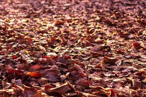 A pile of many dry leaves backlit on the ground. photo