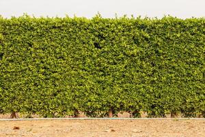 A wall of fences from many dense green foliage. photo