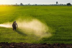 Farmers spray herbicides on green rice fields near the mound. photo