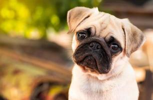 Pug puppy with funny crumpled face. photo