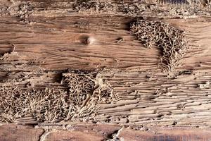 textura de pared de fondo viejas termitas de madera, que fue dañada. foto