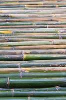 Low view of green and brown bamboo in a row. photo