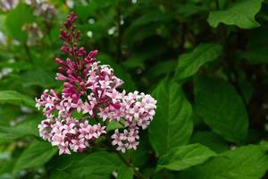 Blossoming lilacs surrounded by green shrubs photo