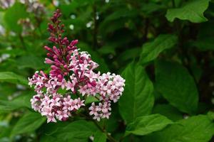 lilas florecientes rodeadas de arbustos verdes foto