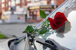 Forgotten red rose on the windshield of a car dries in the air photo