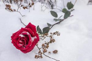 Red rose in winter and its tender petals in the snow during a wedding ceremony photo
