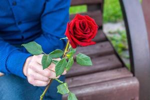 Bright red rose in the hands of a man giving a gift to a girl photo