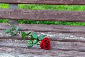 Red rose left to wither on a bench as a symbol of separation and loneliness photo