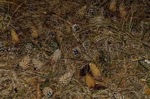 many pine cones on the ground photo