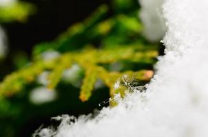 melted snow crystals and colorful background photo