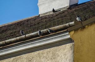 roof with doves photo