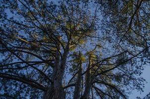 árbol y cielo azul foto