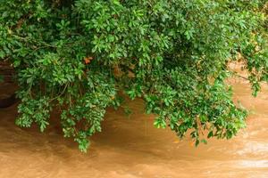 Green forest tropical forest and river photo