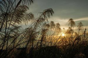 white and green grass in the background sky photo